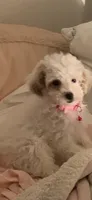 Pearl, a female Poodle - Toy  for sale in Gurnee, IL – 2 of 3