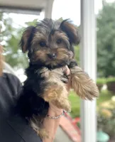Tessa, a female Yorkshire Terrier for sale in Gurnee, IL – 2 of 5