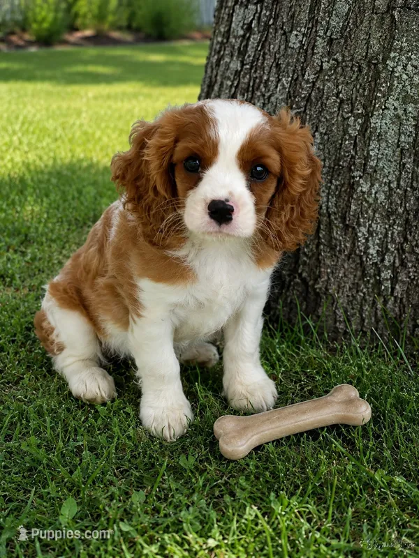 Danny – Cavalier King Charles Spaniel puppy for sale in Gurnee, IL