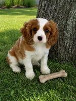 Danny, a male Cavalier King Charles Spaniel for sale in Gurnee, IL – 1 of 1