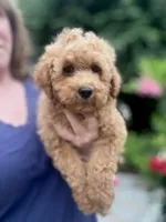 Lynus, a male Miniature Labradoodle for sale in Gurnee, IL – 2 of 5
