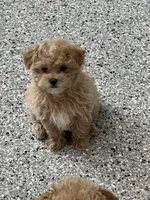 Micha, a male Maltipoo for sale in Gurnee, IL – Photo 3 of 4