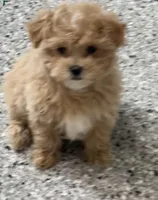 Micha, a male Maltipoo for sale in Gurnee, IL – Photo 1 of 4