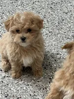 Micha, a male Maltipoo for sale in Gurnee, IL – Photo 2 of 4