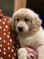 Mick, a male Golden Retriever for sale in Gurnee, IL – 1 of 5