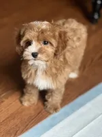 Nellie, a female Cavapoo for sale in Gurnee, IL – 4 of 5