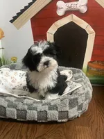 Luka, a male Havapoo for sale in Gurnee, IL – 2 of 3