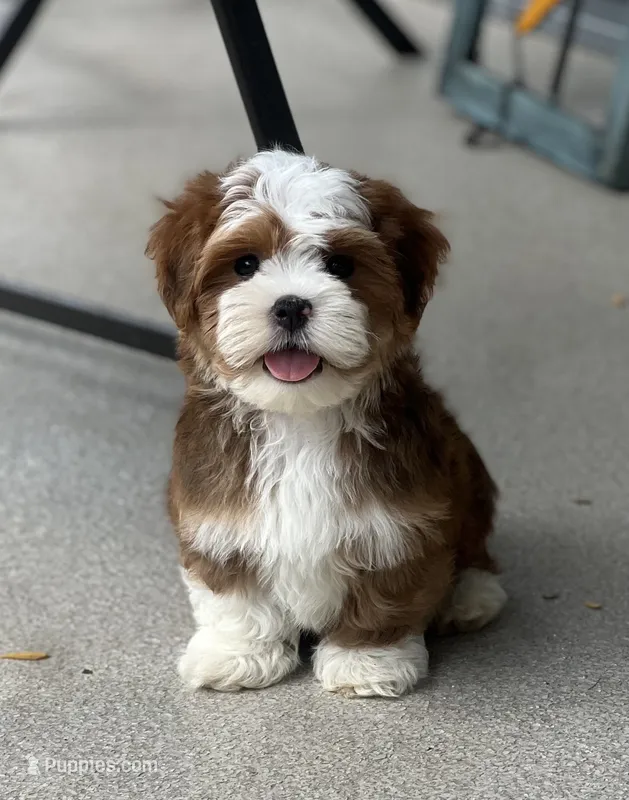Sawyer – Havanese puppy for sale in Gurnee, IL