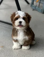 Sawyer, a male Havanese for sale in Gurnee, IL – 1 of 4