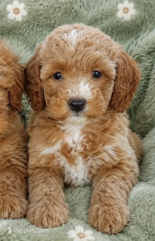 Maggie Toy size – Miniature Goldendoodle puppy for sale in Gurnee, IL