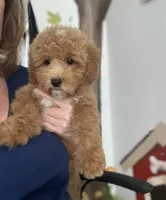 Gina, a female Miniature Goldendoodle for sale in Gurnee, IL – 3 of 3