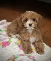 Nellie, a female Cavapoo for sale in Gurnee, IL – 2 of 5