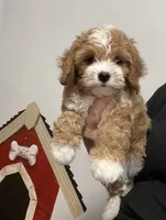 Vinnie, a male Cavapoo for sale in Gurnee, IL – 2 of 3