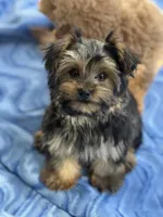 Tessa, a female Yorkshire Terrier for sale in Gurnee, IL – 5 of 5