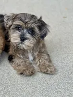 Luna, a female Havapoo for sale in Gurnee, IL – 2 of 4
