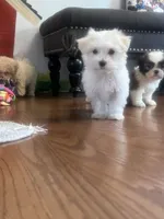 Evie, a female Maltese for sale in Gurnee, IL – 3 of 3
