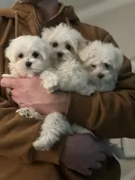 Max, a male Maltese for sale in Gurnee, IL – Photo 3 of 4