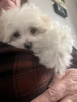 Max, a male Maltese for sale in Gurnee, IL – Photo 2 of 4