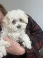 Max, a male Maltese for sale in Gurnee, IL – Photo 1 of 4