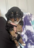 Bear, a male Miniature Bernedoodle for sale in Gurnee, IL – 3 of 4