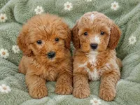 Maggie Toy size, a female Miniature Goldendoodle for sale in Gurnee, IL – 3 of 7