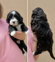 Rain, a female Havapoo for sale in Gurnee, IL – 5 of 5
