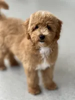 Nellie, a female Miniature Goldendoodle for sale in Gurnee, IL – 5 of 5