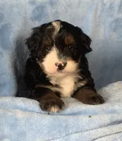 Baby boy 1, a male Miniature Bernedoodle for sale in Gurnee, IL – 3 of 4