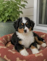 Bailey, a female Miniature Bernedoodle for sale in Gurnee, IL – 1 of 1