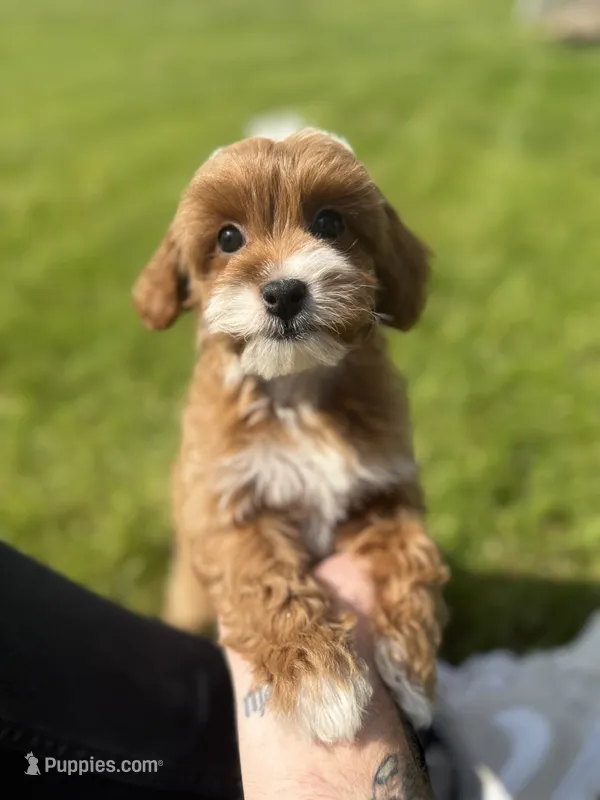 Ruby – Cavapoo puppy for sale in Gurnee, IL