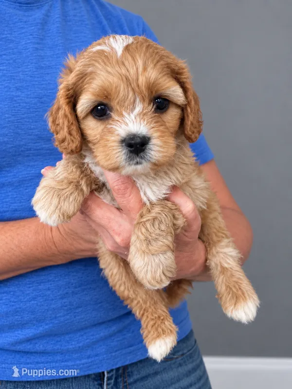 Max – Cavapoo puppy for sale in Gurnee, IL