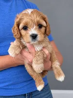 Max, a male Cavapoo for sale in Gurnee, IL – 1 of 1