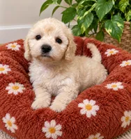 Pearl, a female Bichpoo for sale in Gurnee, IL – 1 of 1