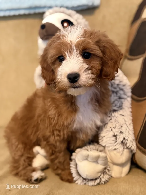 Benji , a male Cavapoo for sale in Gurnee, IL – 1 of 1