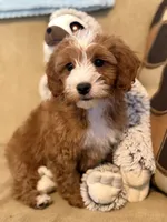 Benji , a male Cavapoo for sale in Gurnee, IL – 1 of 1