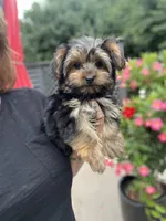 Tessa, a female Yorkshire Terrier for sale in Gurnee, IL – 4 of 5