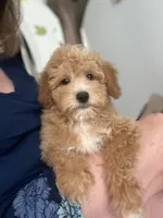 Fiona, a female Miniature Goldendoodle for sale in Gurnee, IL – 3 of 3