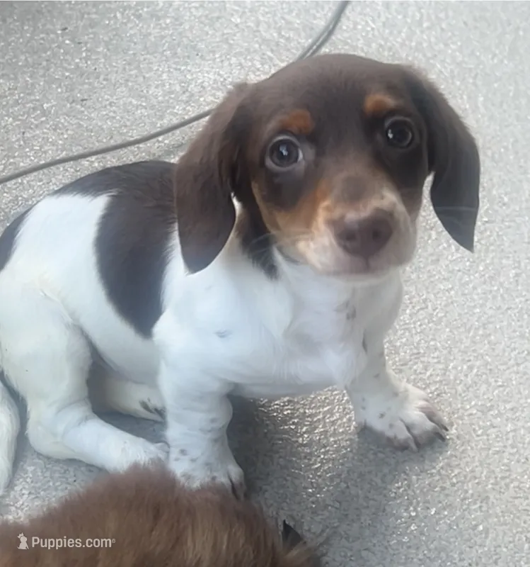 Darla – Miniature Dachshund puppy for sale in Gurnee, IL