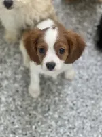 Charlie, a male Cavalier King Charles Spaniel for sale in Gurnee, IL – 4 of 4
