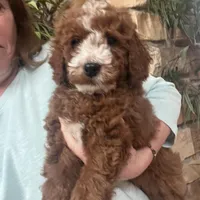 Prince, a male Miniature Goldendoodle for sale in Gurnee, IL – Photo 2 of 2