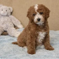 Prince, a male Miniature Goldendoodle for sale in Gurnee, IL – Photo 1 of 2