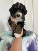Lexi, a female Miniature Bernedoodle for sale in Gurnee, IL – 2 of 2