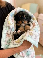 Bear, a male Miniature Bernedoodle for sale in Gurnee, IL – 1 of 4