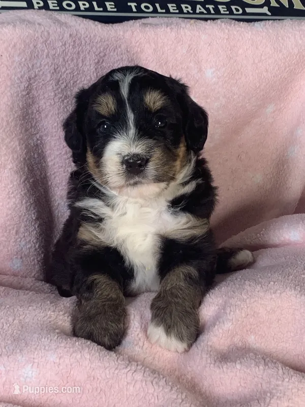 Annie – Miniature Bernedoodle puppy for sale in Gurnee, IL
