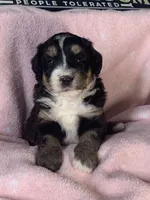 Annie, a female Miniature Bernedoodle for sale in Gurnee, IL – 1 of 1
