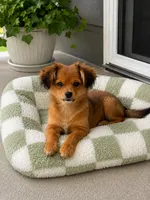 Penny, a female Cavapom for sale in Gurnee, IL – 1 of 2