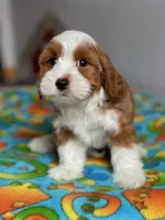 Jasper, a male Havamalt for sale in Gurnee, IL – Photo 3 of 3