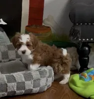 Jasper, a male Havamalt for sale in Gurnee, IL – Photo 2 of 3