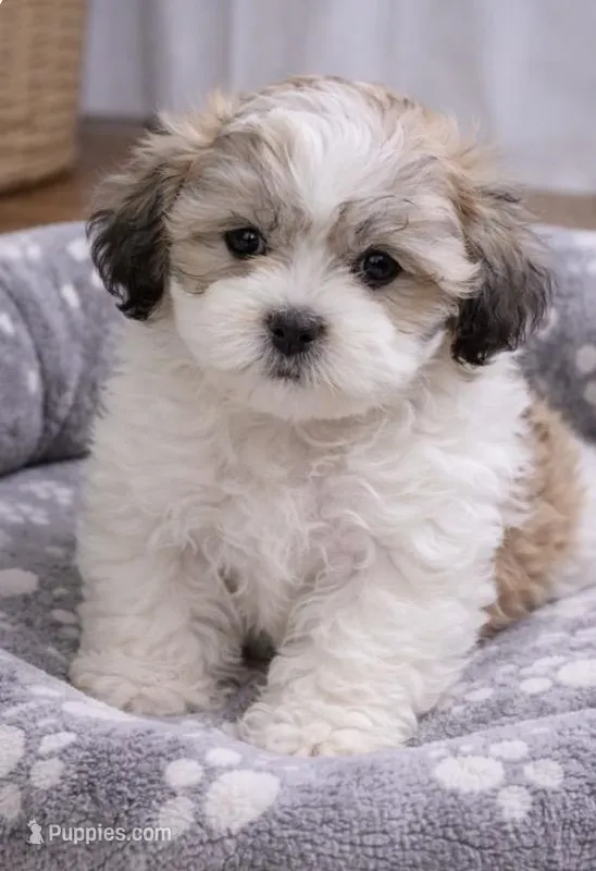 Poppy – Shichon puppy for sale in Gurnee, IL