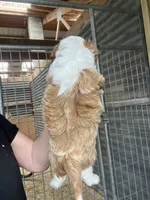 Nellie, a female Havapoo for sale in Gurnee, IL – 5 of 6